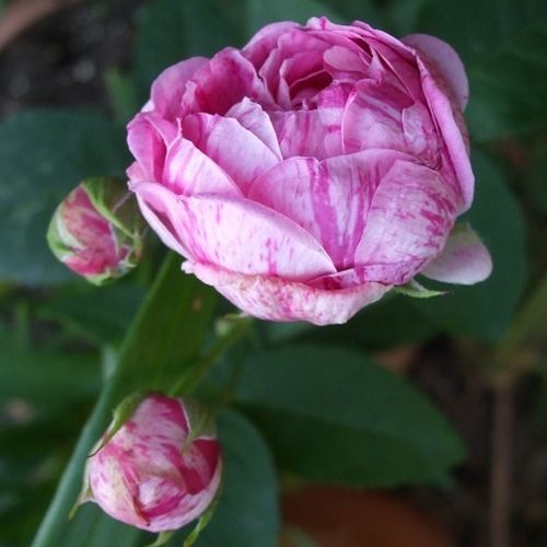 Rosa  Honorine de Brabant - růžová - fialová - Stromkové růže, květy kvetou ve skupinkách - stromková růže s keřovitým tvarem koruny